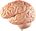 Neurology