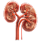 Nephrology Medical Billing Services