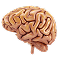 Neurology Medical Billing Services