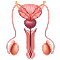Urology Medical Billing Services