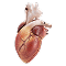 Cardiology Medical Billing Services