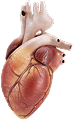 Cardiology